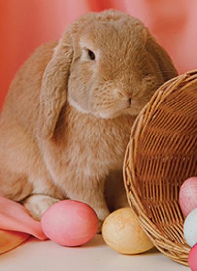 Small businesses: Avoid putting all your eggs in one basket