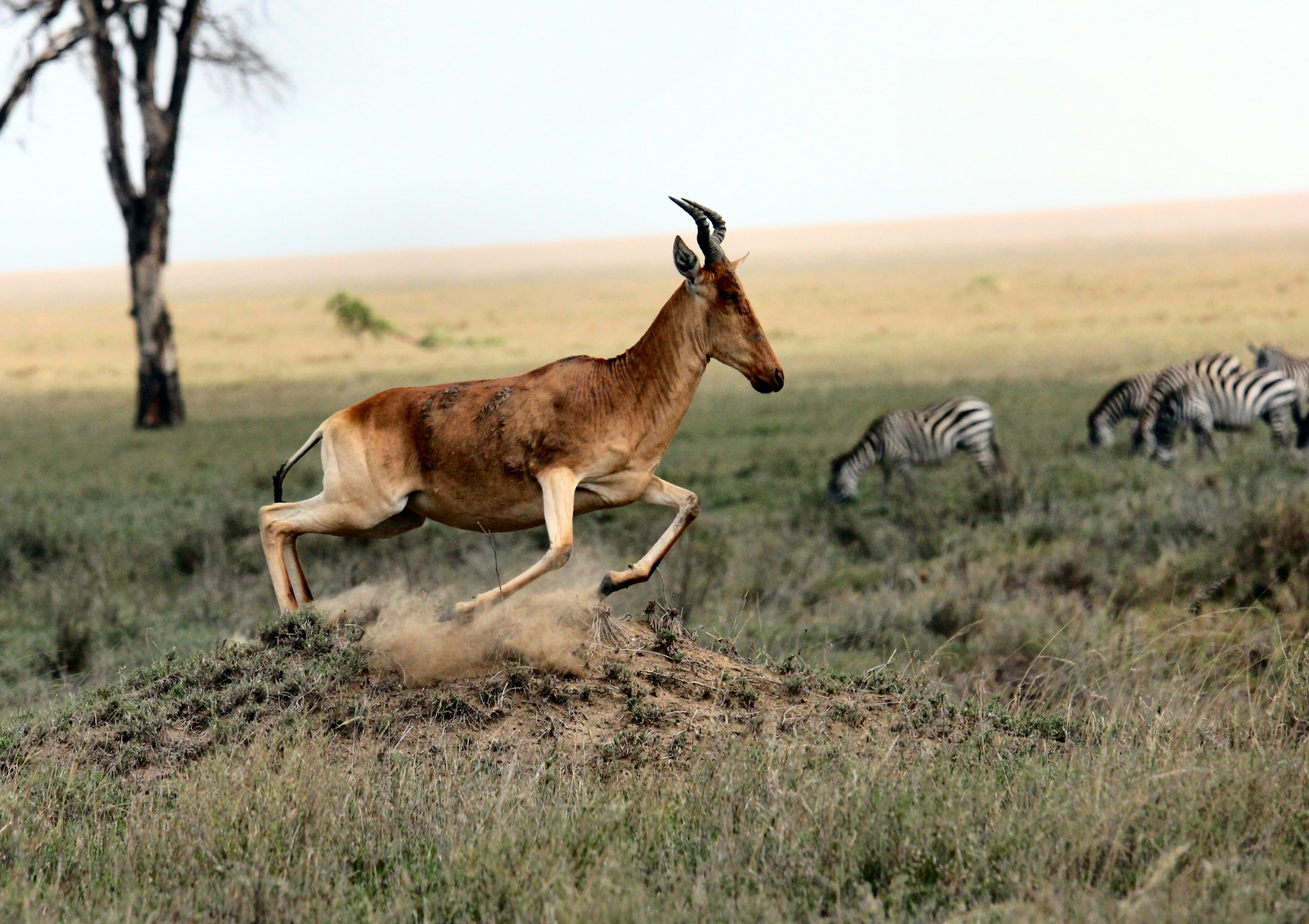 Gazelle